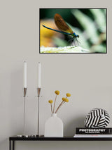 Dragonfly II Poster och Canvastavla