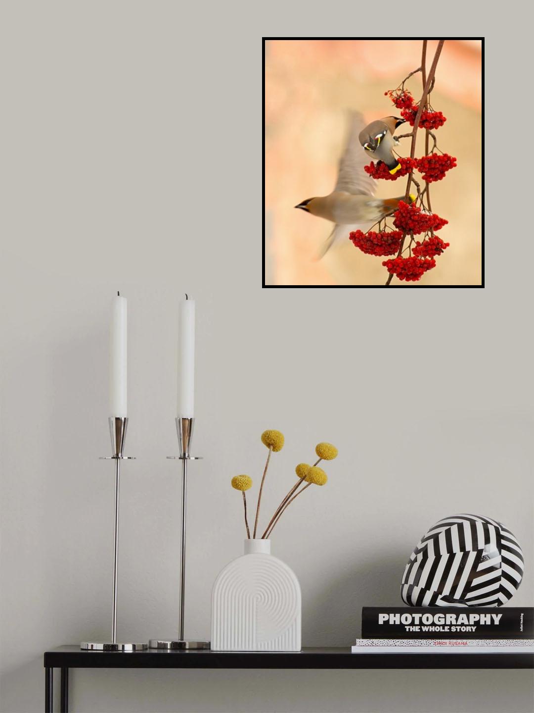 Waxwings Poster och Canvastavla
