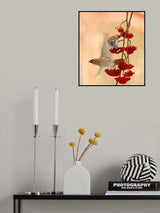 Waxwings Poster och Canvastavla