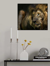 the lion Poster och Canvastavla