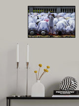 Odd Man Out Poster och Canvastavla