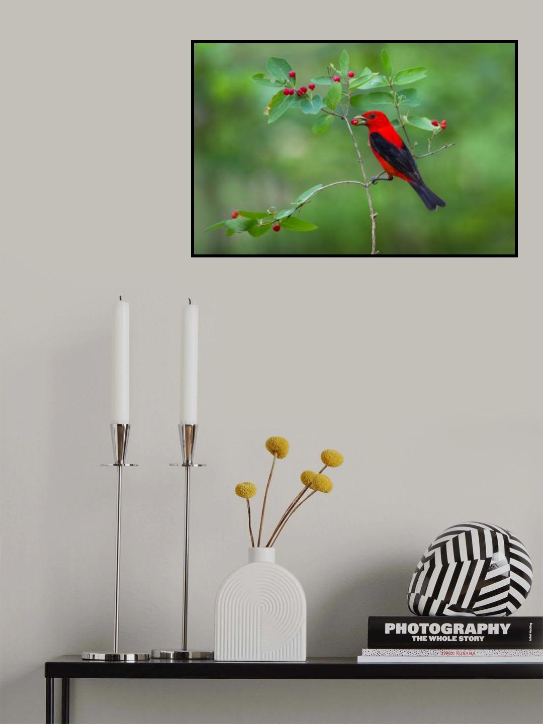 Scarlet Tanager Poster och Canvastavla