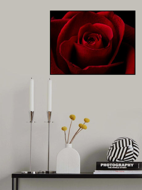 macro shot of a beautiful red rose Poster och Canvastavla