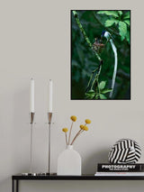 Indian paradise flycatcher Poster och Canvastavla