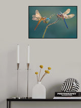 Perfect dragonflies Poster och Canvastavla