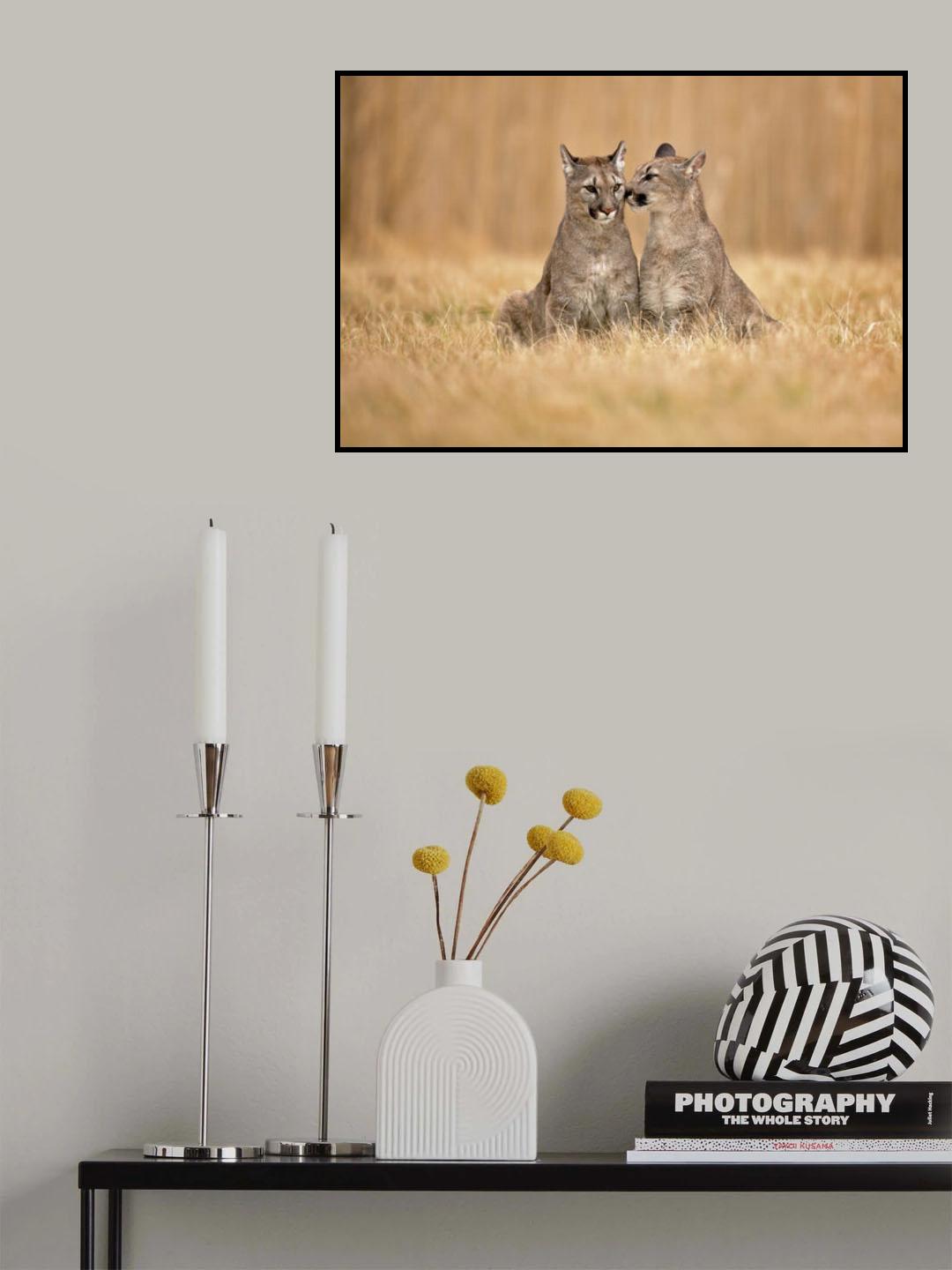 Cougars Poster och Canvastavla