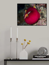 Underwater Tomato Poster och Canvastavla
