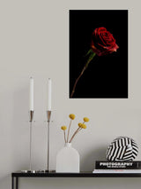 red rose Poster och Canvastavla