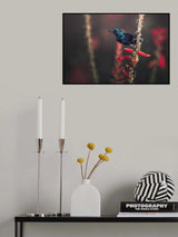 Sunbird Poster och Canvastavla