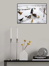 mealtime for chickens Poster och Canvastavla