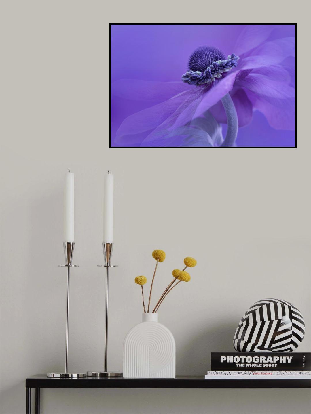 Purple Anemone Poster och Canvastavla