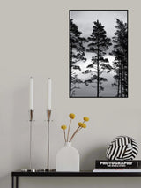 Swedish Trees Poster och Canvastavla