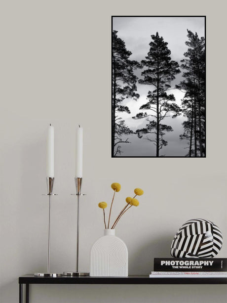 Swedish Trees Poster och Canvastavla