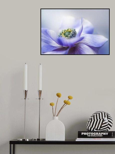 Anemone De Caen Poster och Canvastavla
