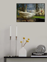 the 3 geese Poster och Canvastavla