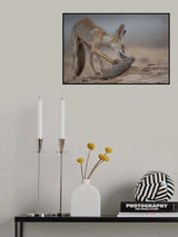 Arabian red fox Poster och Canvastavla