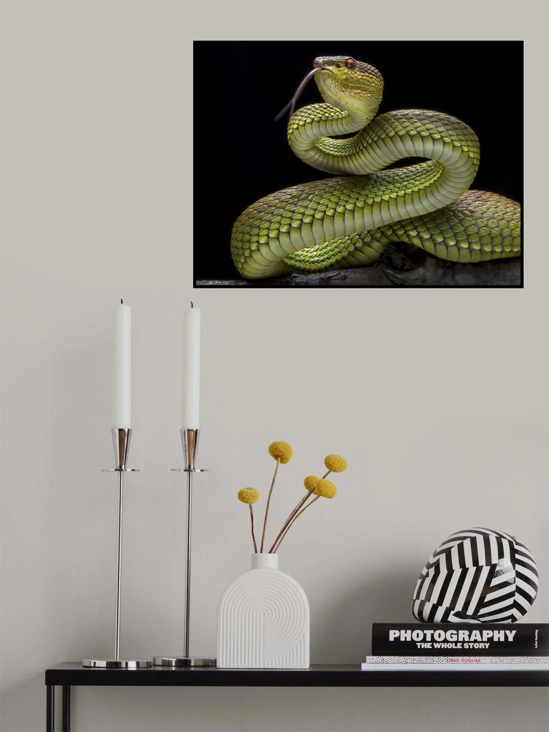 Golden Venomous Viper Snake Poster och Canvastavla