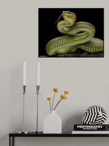 Golden Venomous Viper Snake Poster och Canvastavla