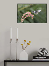 Humming Angel Poster och Canvastavla