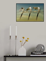 Fork tailed Poster och Canvastavla