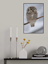 little owl Poster och Canvastavla