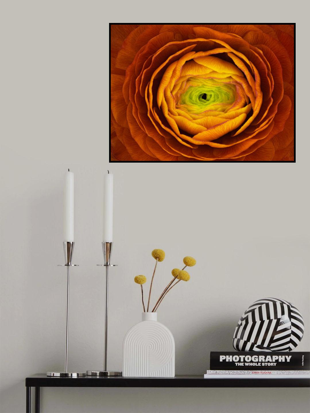 Ranunculus asiaticus Poster och Canvastavla