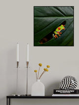 A Red-eyed Tree Frog Poster och Canvastavla