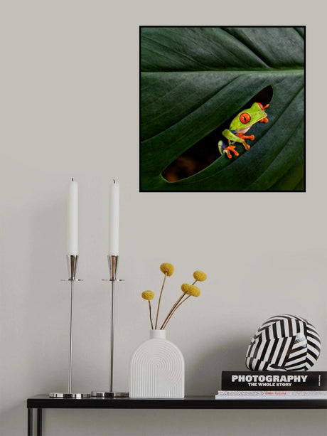 A Red-eyed Tree Frog Poster och Canvastavla