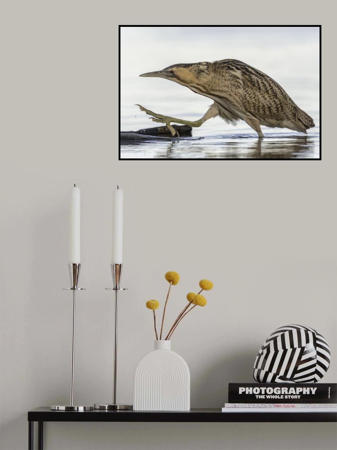 Bittern Poster och Canvastavla