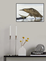 Bittern Poster och Canvastavla