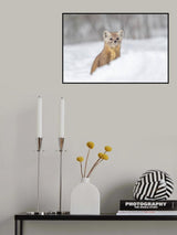 Pine Marten Poster och Canvastavla
