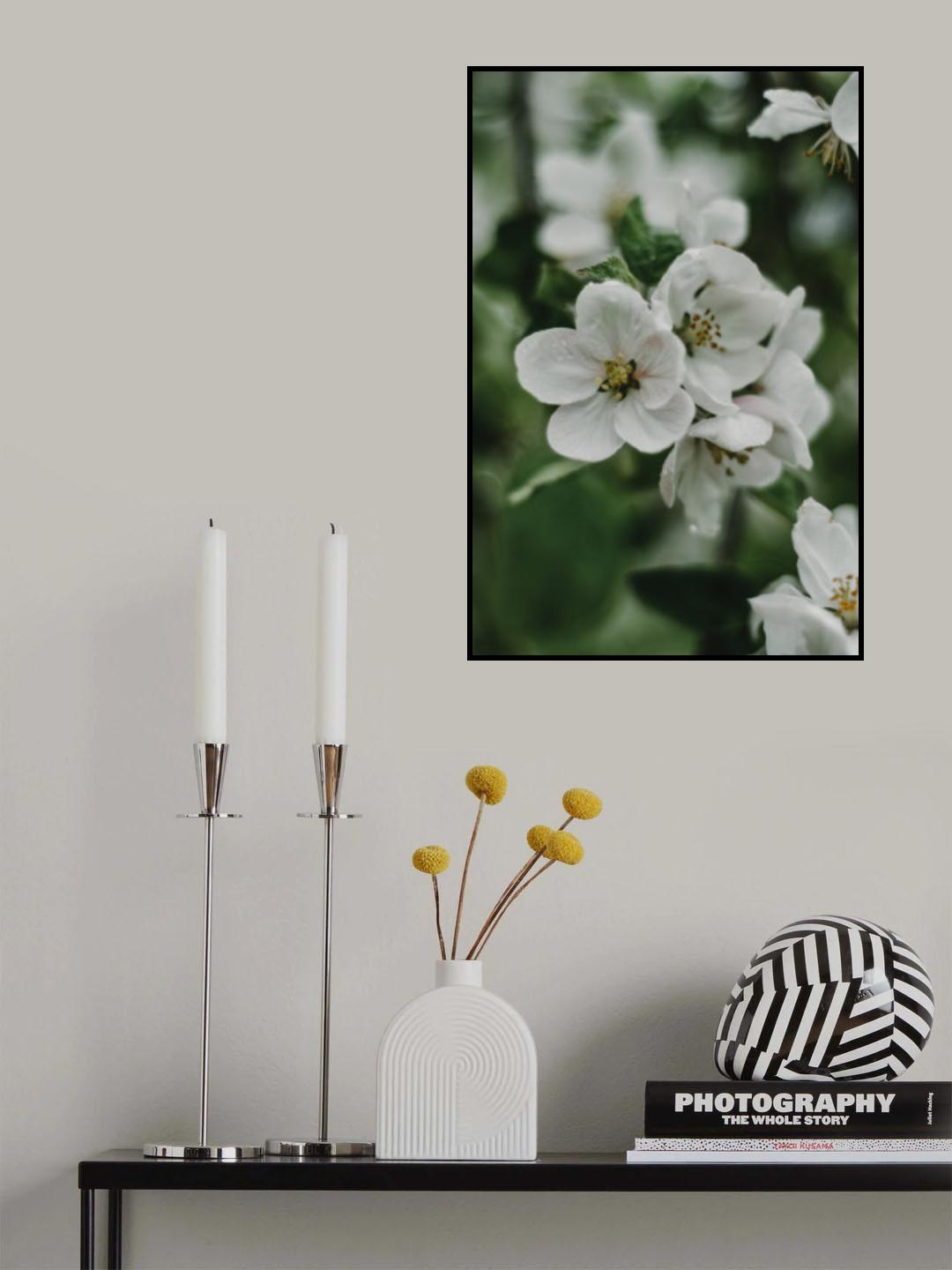 Spring Series - Apple Blossoms in the Rain 8/12 Poster och Canvastavla