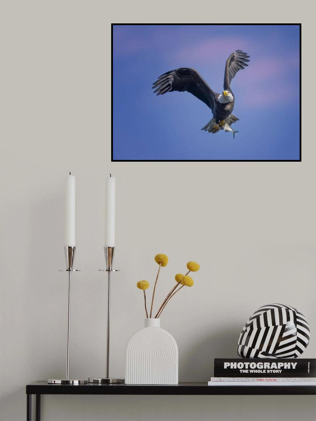 Bald Eagle Poster och Canvastavla