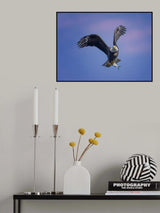 Bald Eagle Poster och Canvastavla