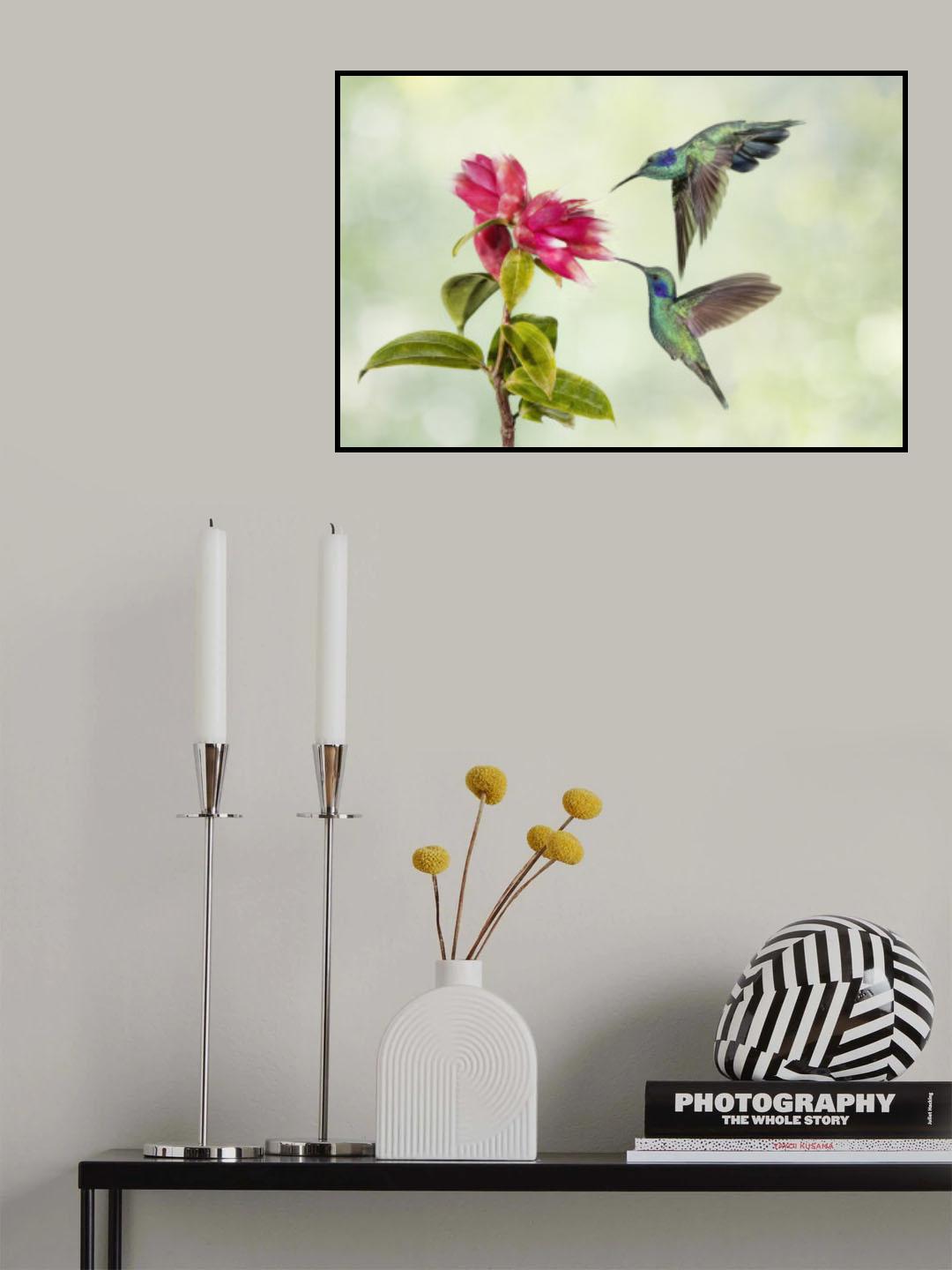 Costa Rica Hummingbirds Poster och Canvastavla