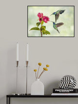 Costa Rica Hummingbirds Poster och Canvastavla