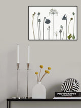 Seed heads Poster och Canvastavla