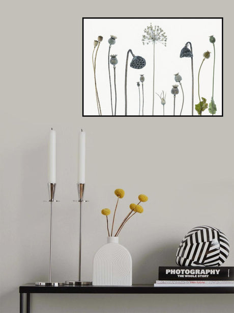Seed heads Poster och Canvastavla