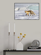 A red fox Poster och Canvastavla