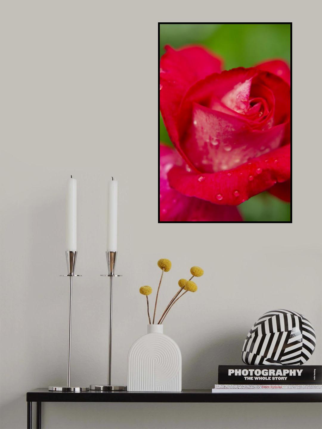 rose close up Poster och Canvastavla