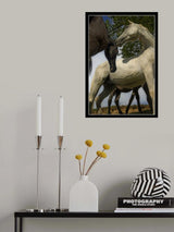 Mare and filly Poster och Canvastavla