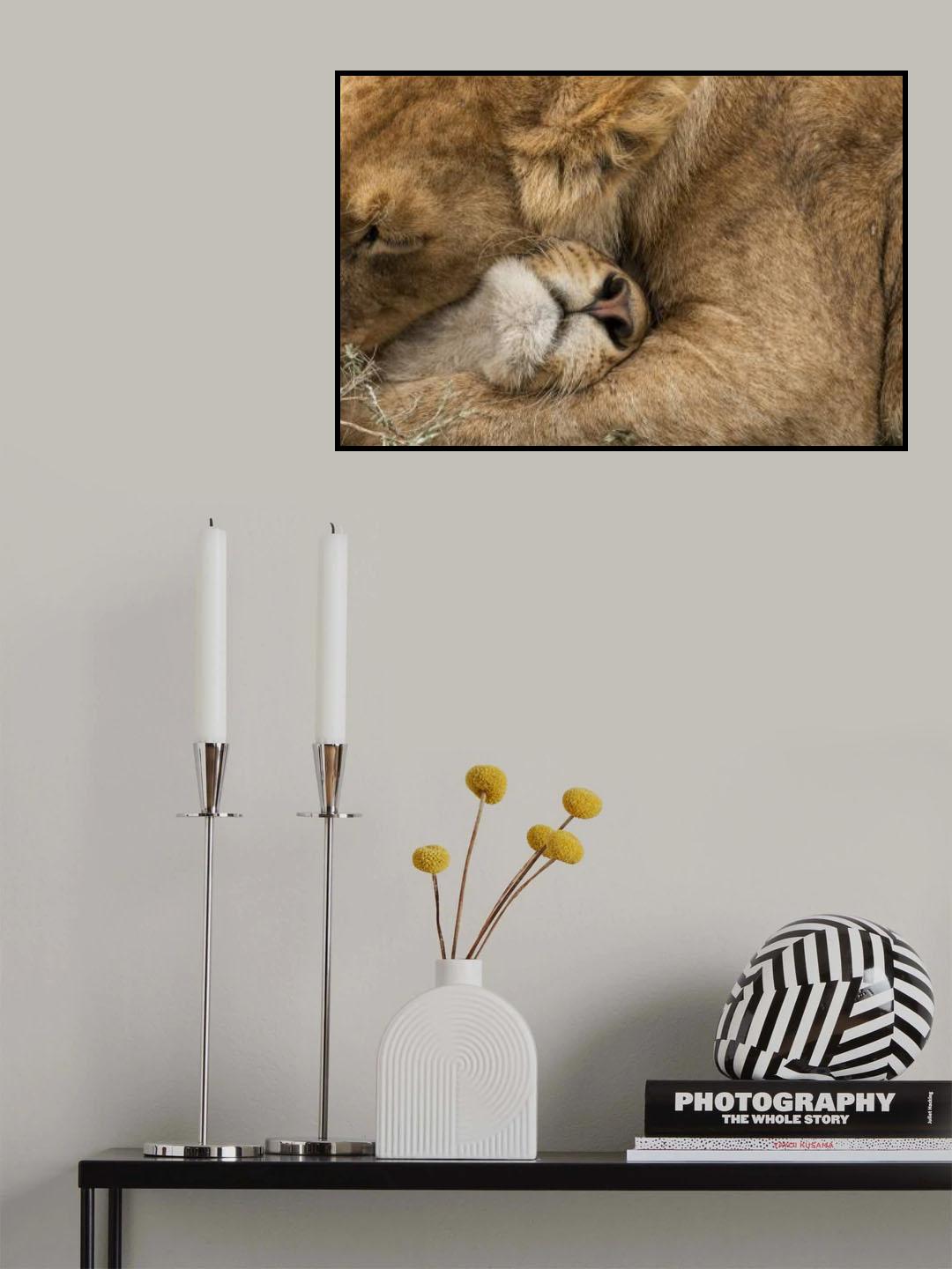 Lion Love Poster och Canvastavla