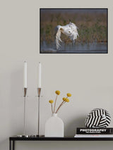 Splash Poster och Canvastavla