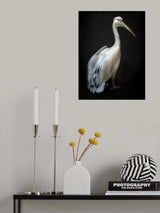 Pelican portrait Poster och Canvastavla