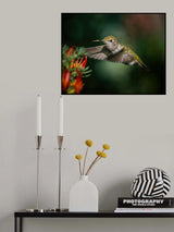 Feeding Again Poster och Canvastavla