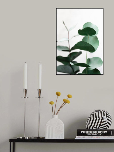 Eucalyptus 5 A1 Poster och Canvastavla