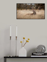 Stags call Poster och Canvastavla