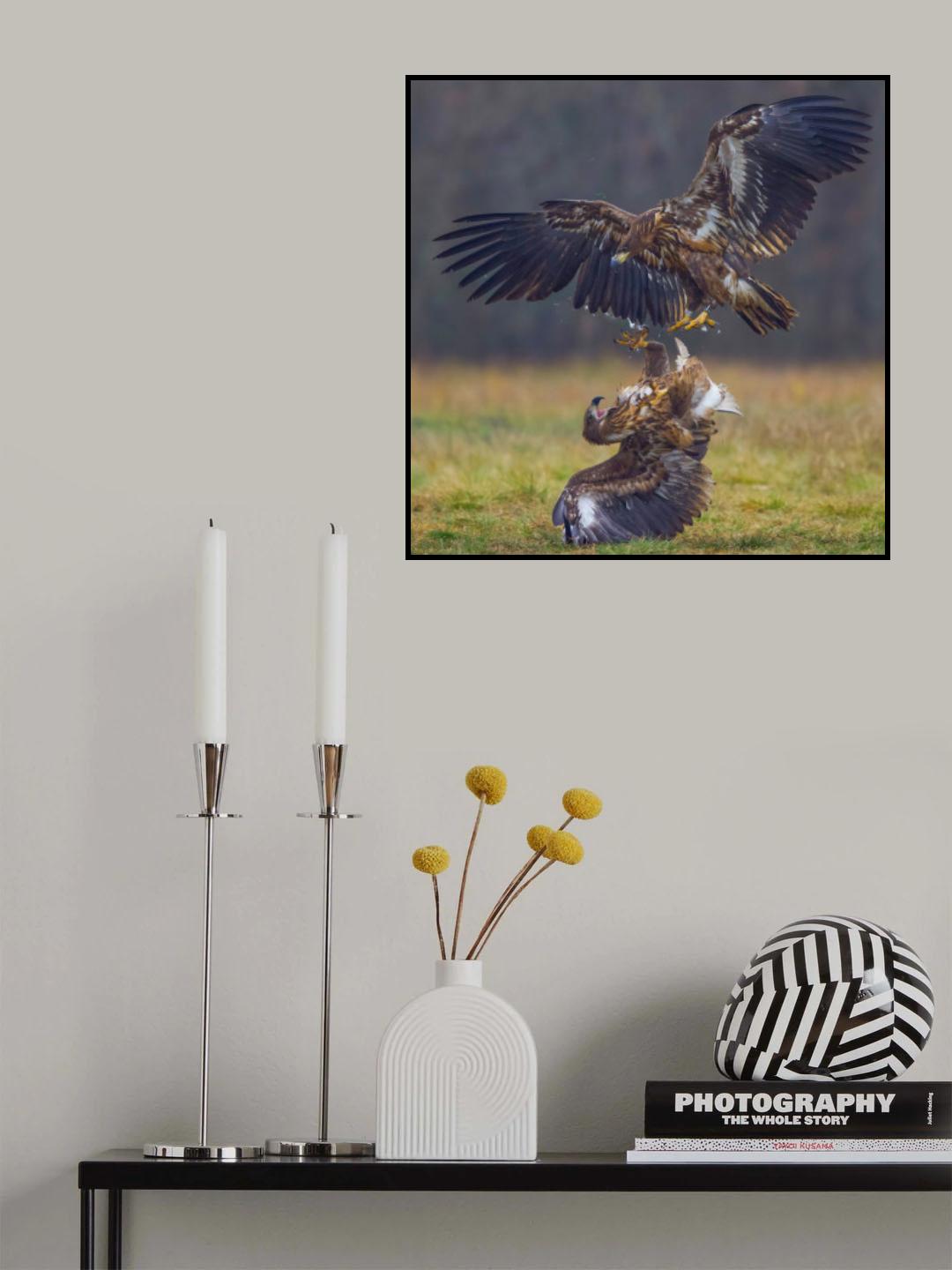 Eagle fights Poster och Canvastavla
