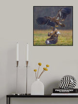 Eagle fights Poster och Canvastavla