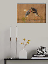 Grey heron fighting with black stork Poster och Canvastavla